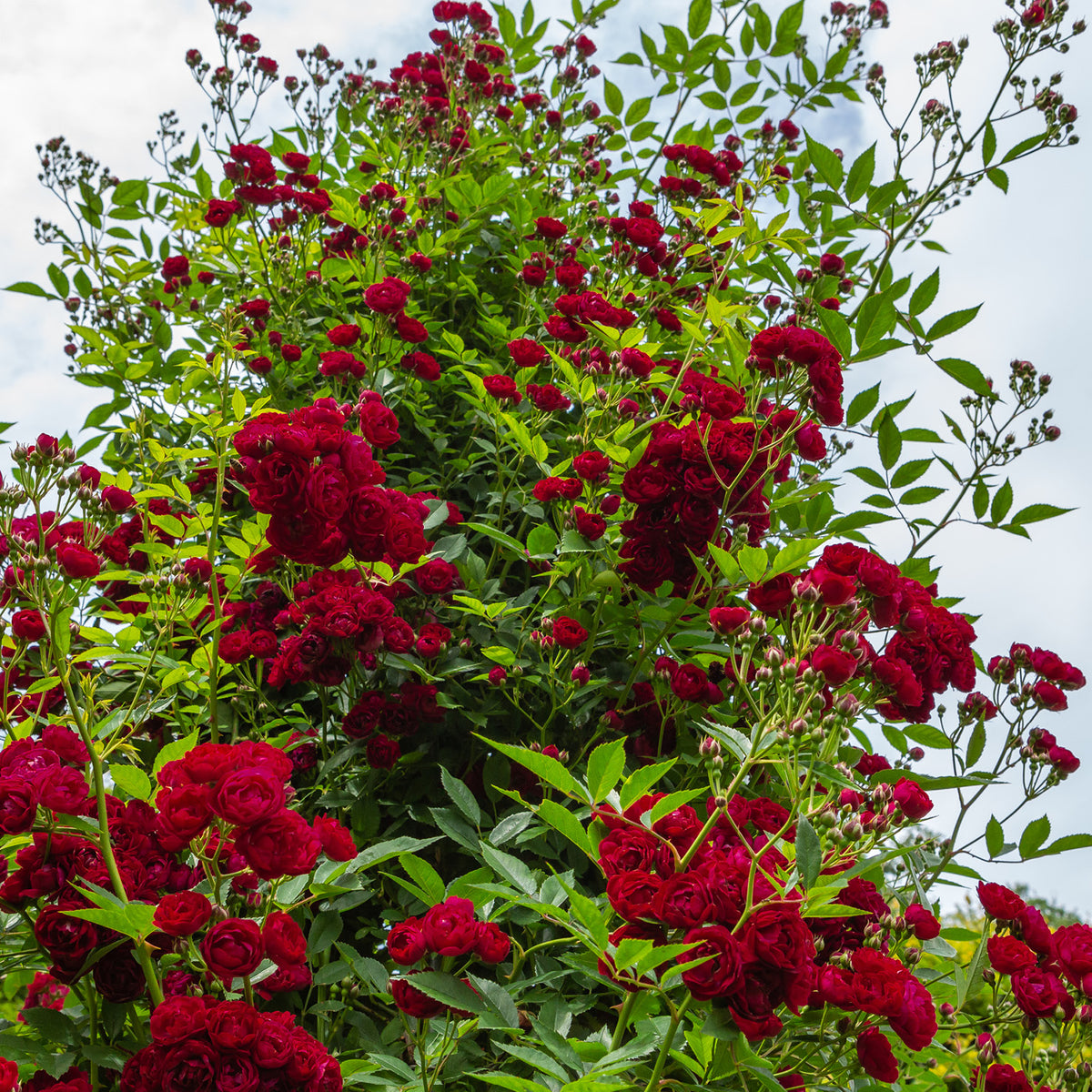Blühende Ramblerrose 'Perennial Domino'®