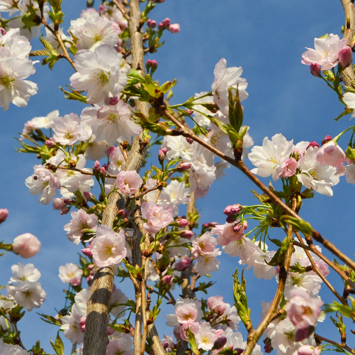 Blühende Zierkirsche 'Amanogawa'