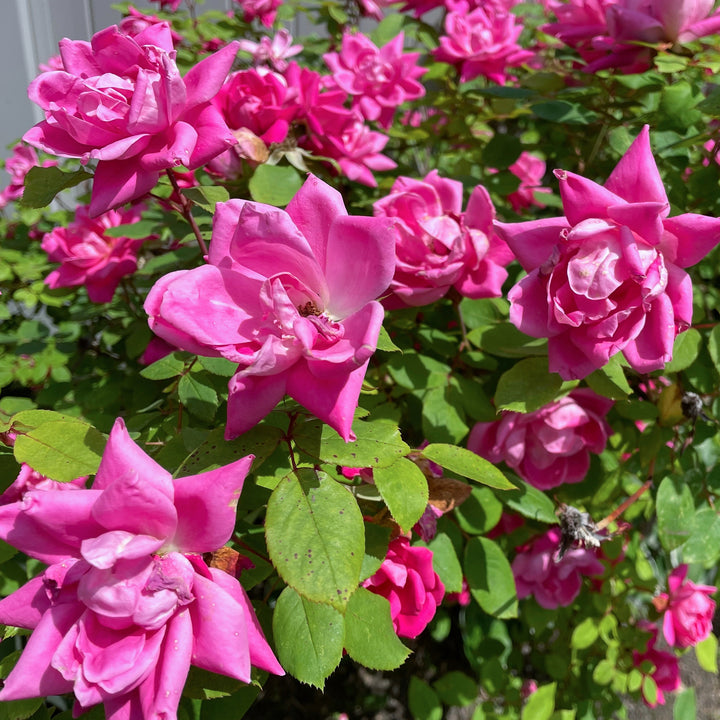 Blühende Strauchrose Knock Out® 'Rosa'