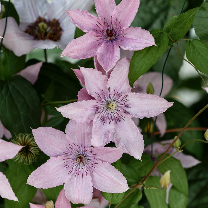 Blühende Waldrebe 'Hagley Hybrid'