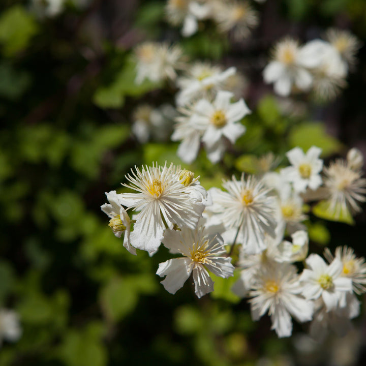 Blühende Waldrebe 'Paul Farges'