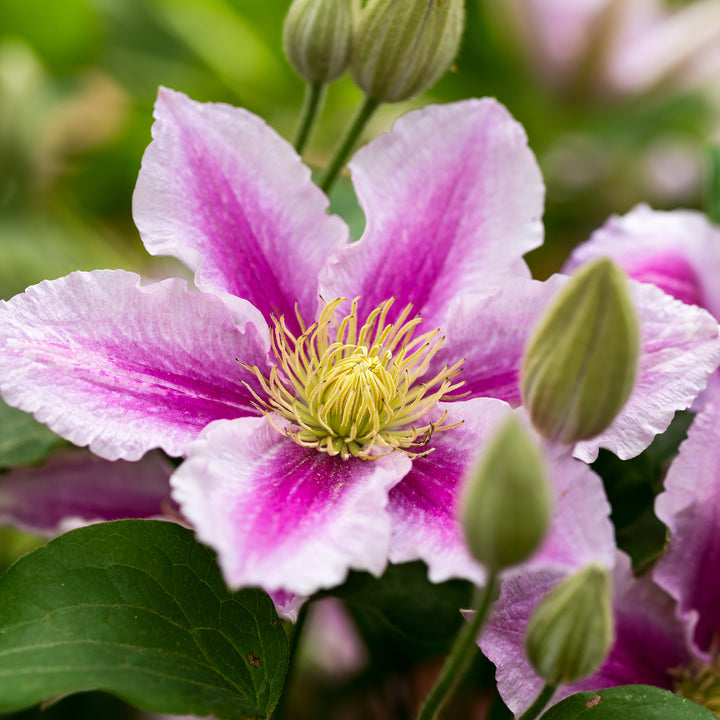 Blühende Waldrebe 'Piilu'