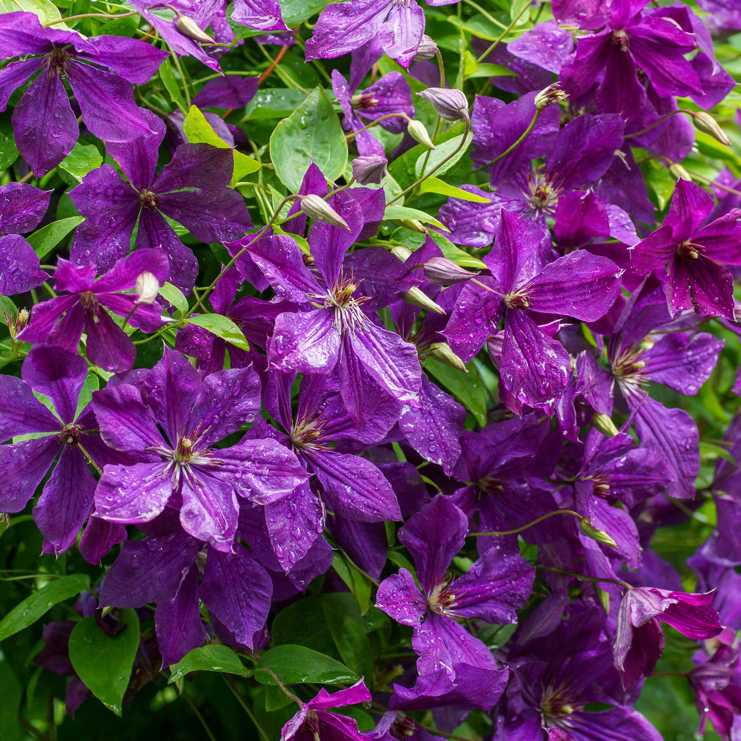 Blühende Waldrebe 'Polish Spirit'