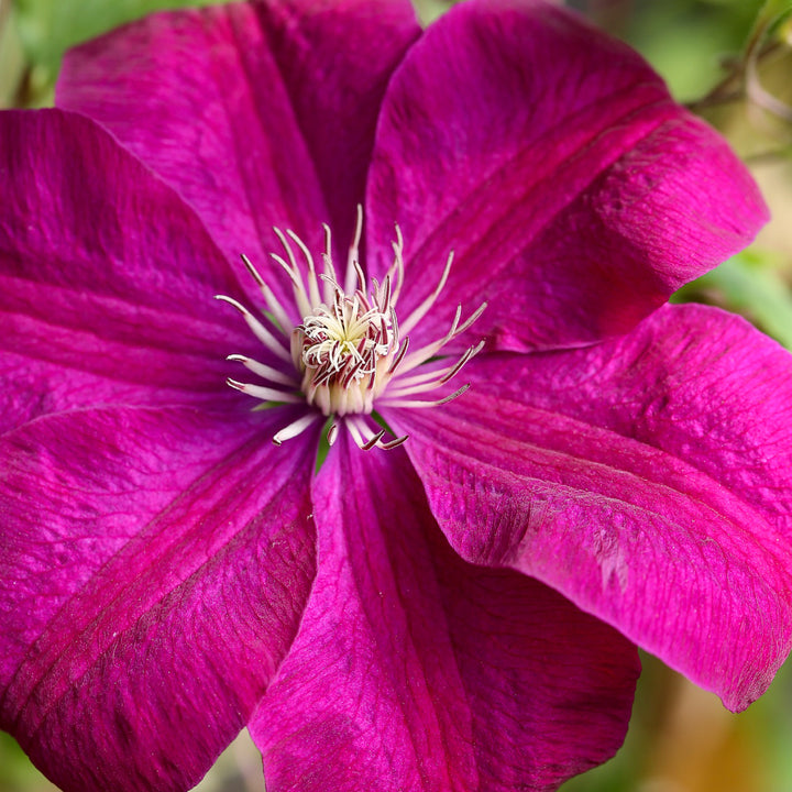 Blühende Waldrebe 'Rouge Cardinal'