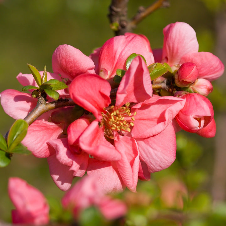 Blühende Zierquitte 'Pink Lady'