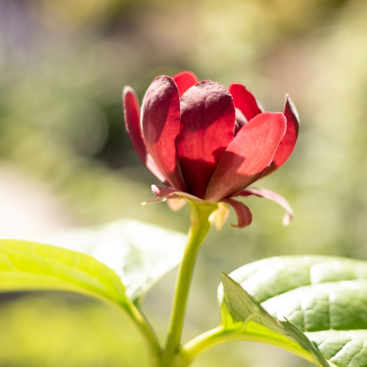 Blühender Gewürzstrauch 'Aphrodite'®