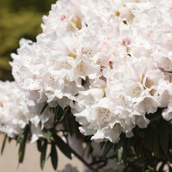 Blühender Rhododendron 'Blewbury'
