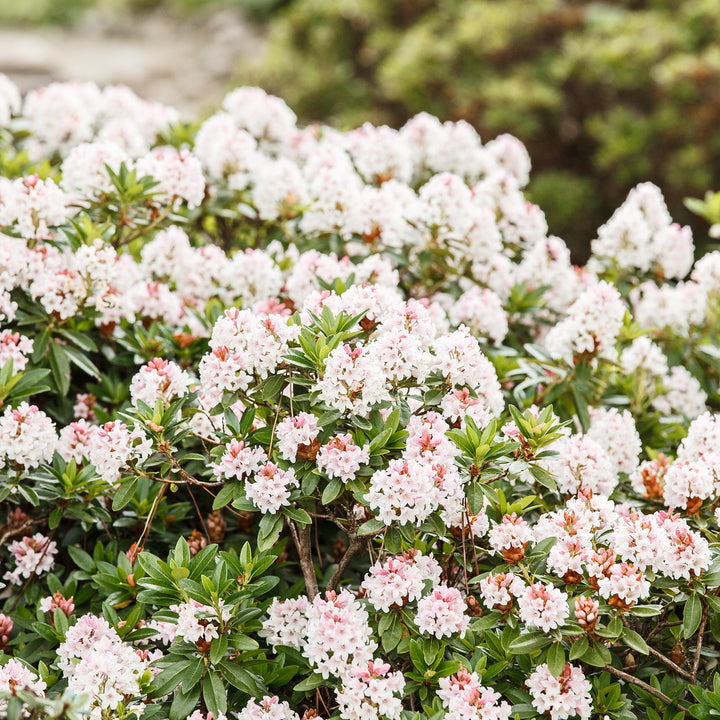 Blühender Rhododendron 'Bloombux'® Pink Kugel