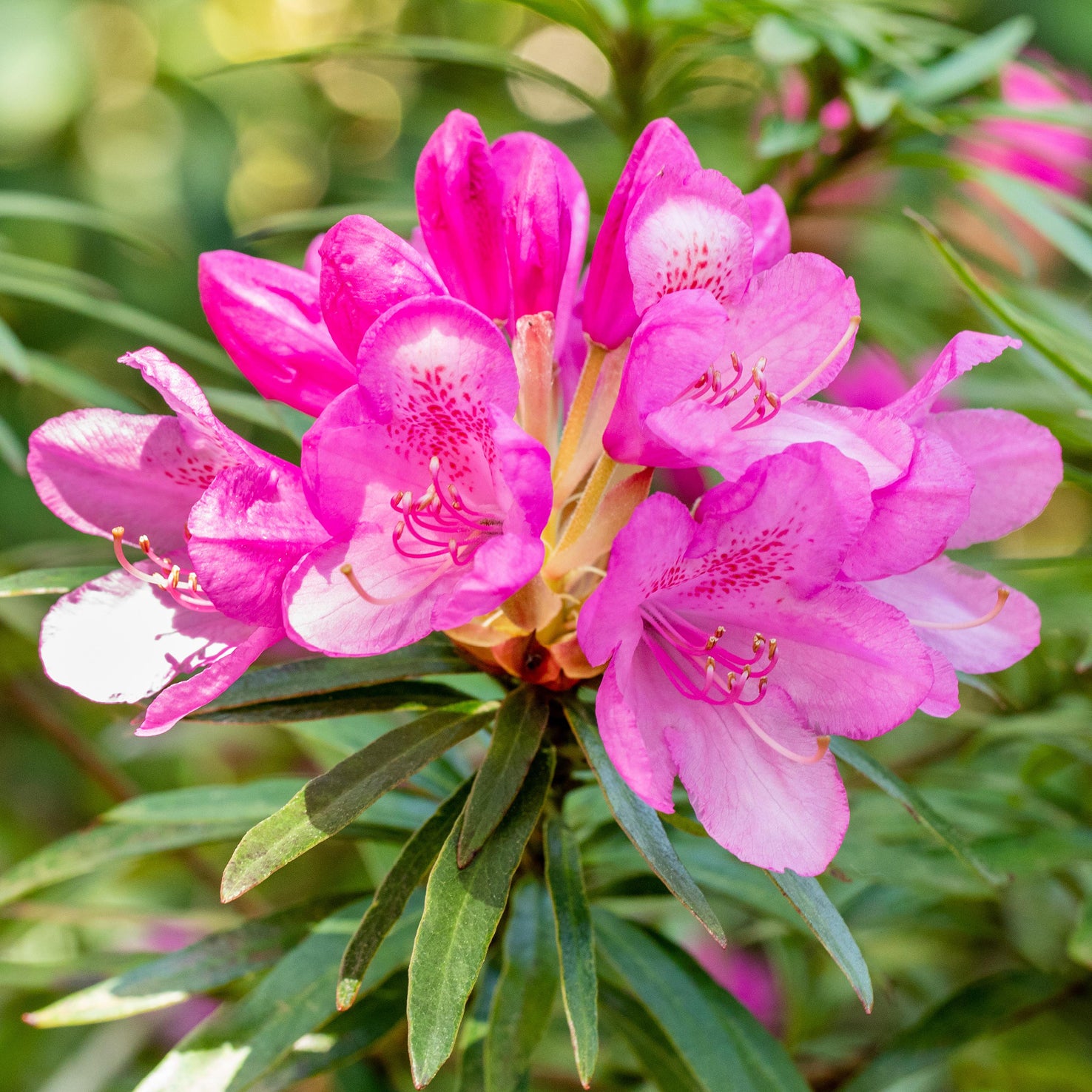 Rhododendron 'Graziella' Purpurrosa kaufen