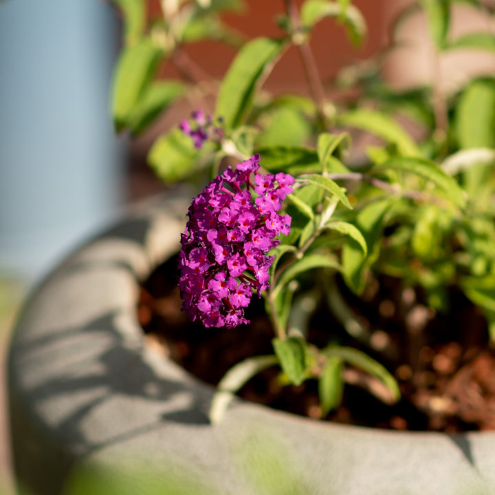 Blühender Sommerflieder 'Royal Red'