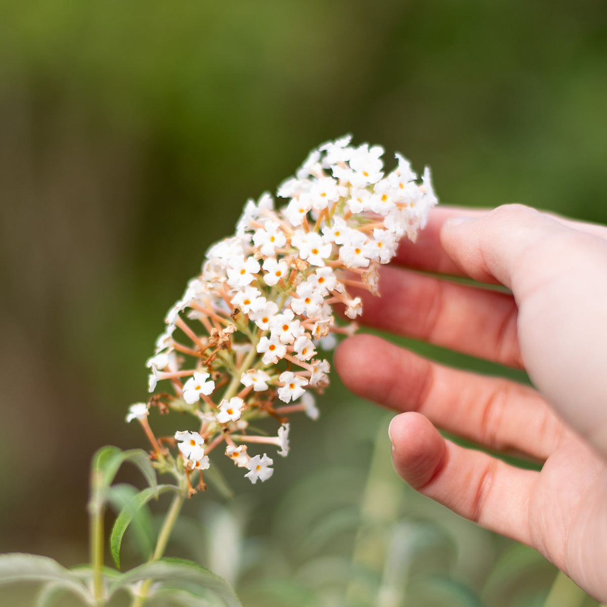 Blühender Schmetterlingsflieder 'White Profusion'