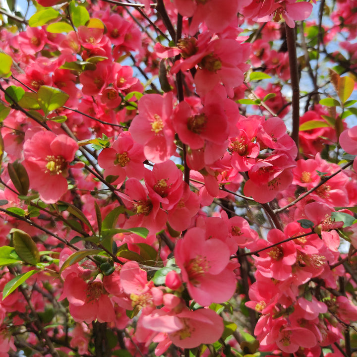 Blüte von Chaenomeles x superba 'Pink Lady'
