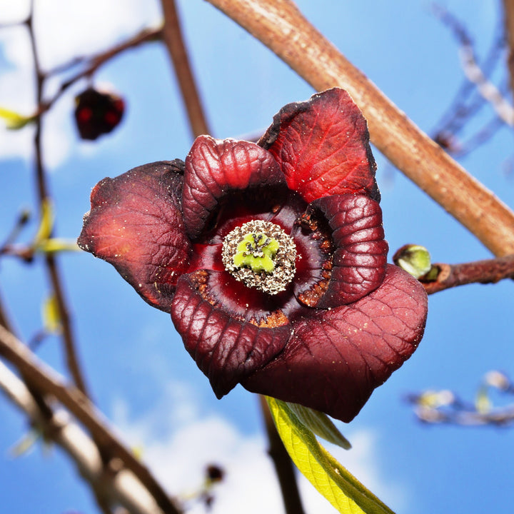 Blüte der Indianerbanane Pawpaw