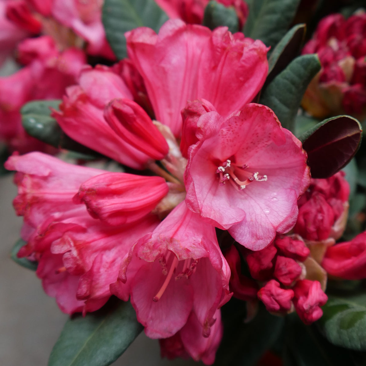 Blüten des Rhododendrons 'Wine and Roses'