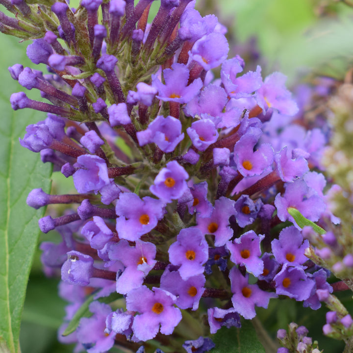 Blühender Sommerflieder POQUITO® 'Holly Blue'®