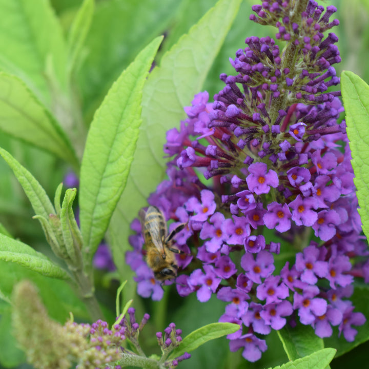 Blühender Sommerflieder POQUITO® 'Violet Copper'®