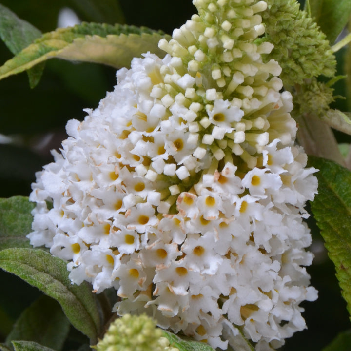 Blühender Sommerflieder POQUITO® 'White Admiral'®