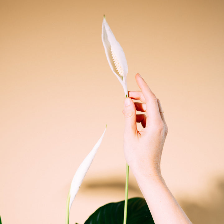 Blüte von Spathiphyllum wallisii 'Sweet Lauretta'