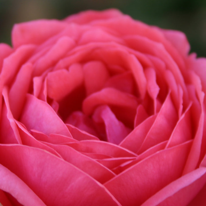 Blüten der Beetrose Parfuma® 'Gartenprinzessin Marie-José'