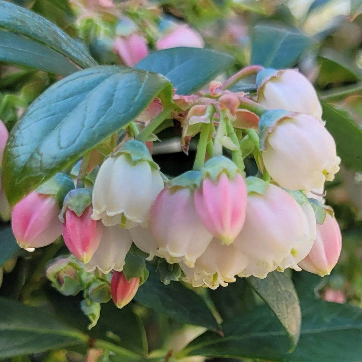Blüten der Blaubeere Brazelberry® 'Berry Bonanza'