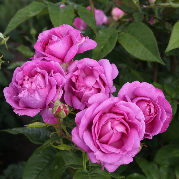 Blüten der Edelrose Parfuma® 'Carmen Würth'