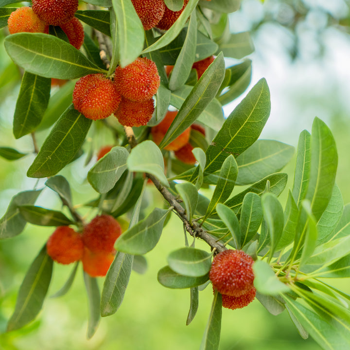 Arbutus unedo mit Früchten und Blüten