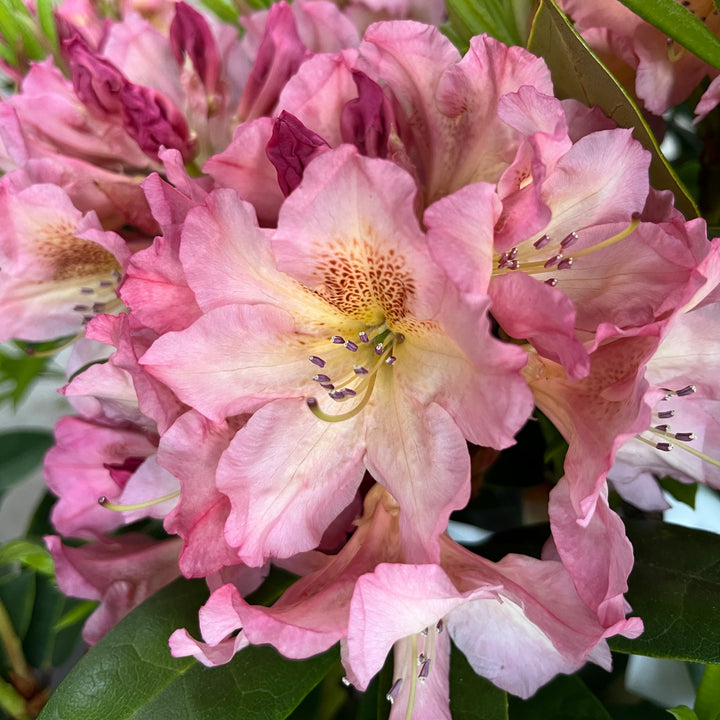 Zartrosa Blüten des Rhododendron Eyecatcher® 'Blush'