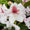 Rhododendron Eyecatcher® 'Daylight' Creme-Rosa