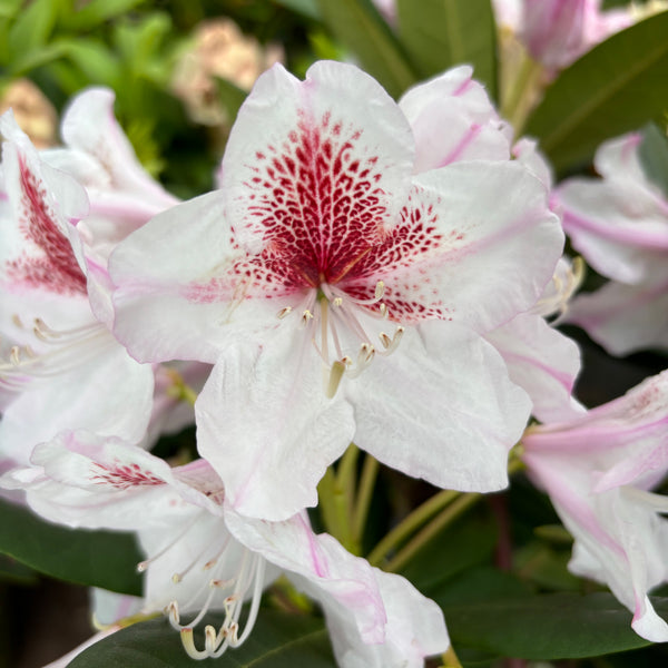 Creme-rosa Blüten des Rhododendron Eyecatcher® 'Daylight'