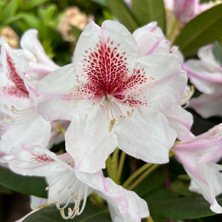 Creme-rosa Blüten des Rhododendron Eyecatcher® 'Daylight'
