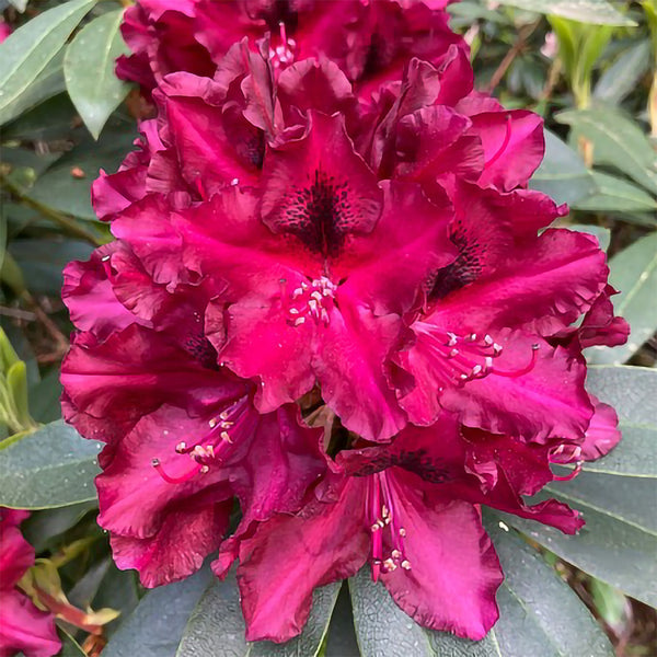 Violett-pinke Blüten des Rhododendron Eyecatcher® 'Ember'