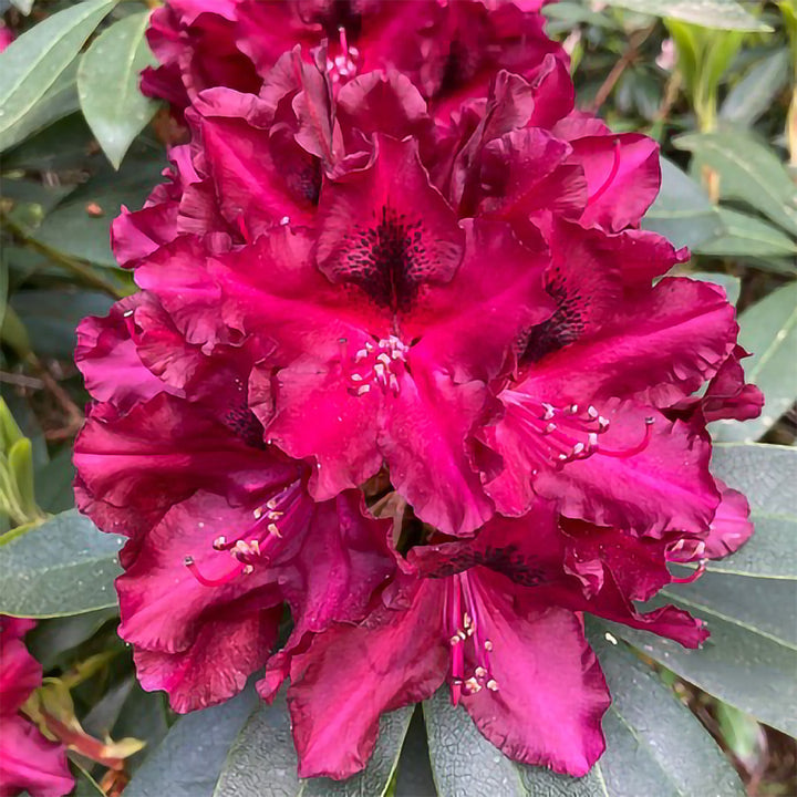 Violett-pinke Blüten des Rhododendron Eyecatcher® 'Ember'