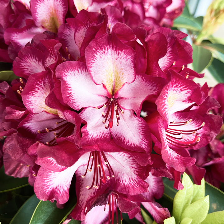 Violett-weiße Blüten des Rhododendron Eyecatcher® 'Exotic'