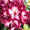 Rhododendron Eyecatcher® 'Exotic' Violett-Weiß