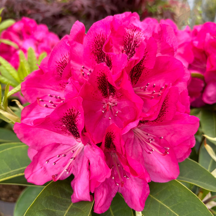Violett-pinke Blüten des Rhododendron Eyecatcher® 'Sundowner'