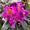 Rhododendron Eyecatcher® 'Sunkiss' Lila-Gelb
