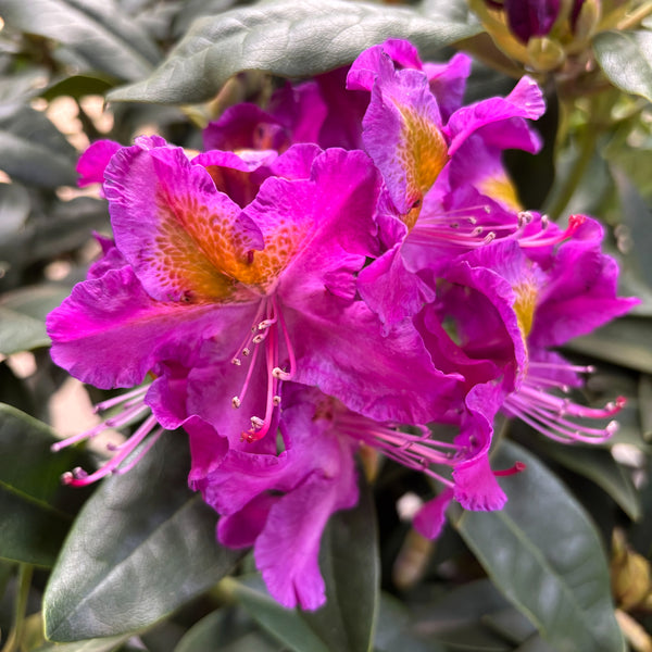 Lila-gelbe Blüten des Rhododendron Eyecatcher® 'Sunkiss'