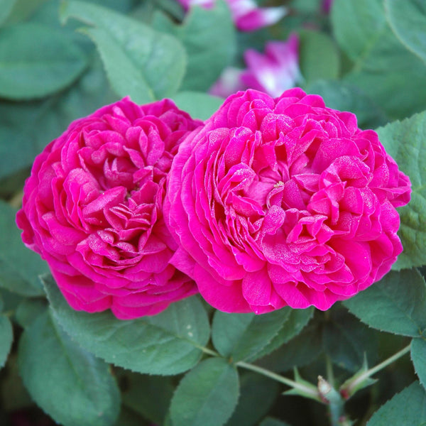 Rose de Resht' mit purpurfarbenen Blüten