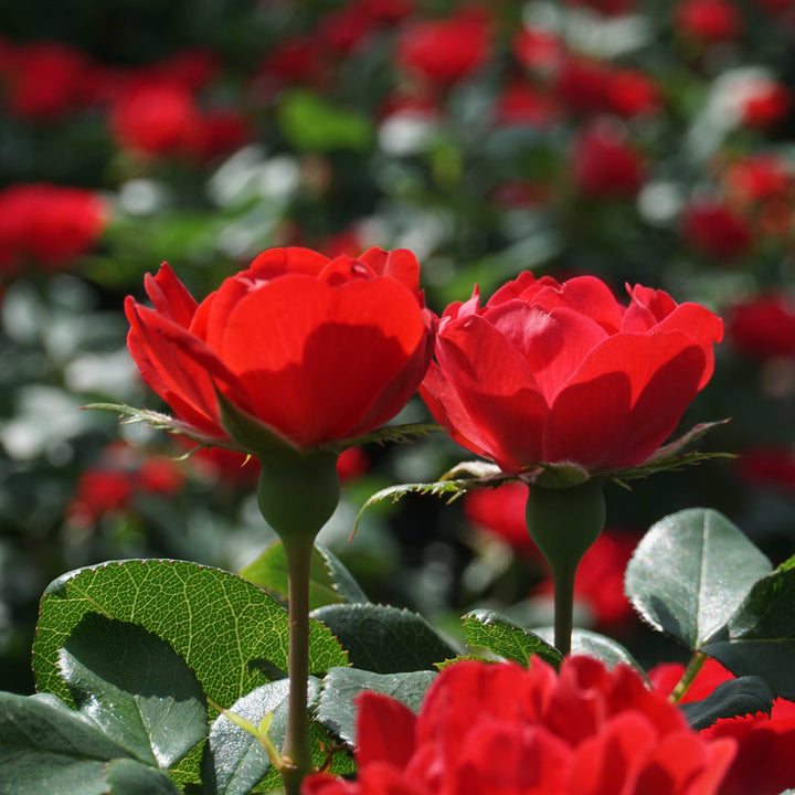 Blüten von Plantura Rose Zepeti® Hochstamm