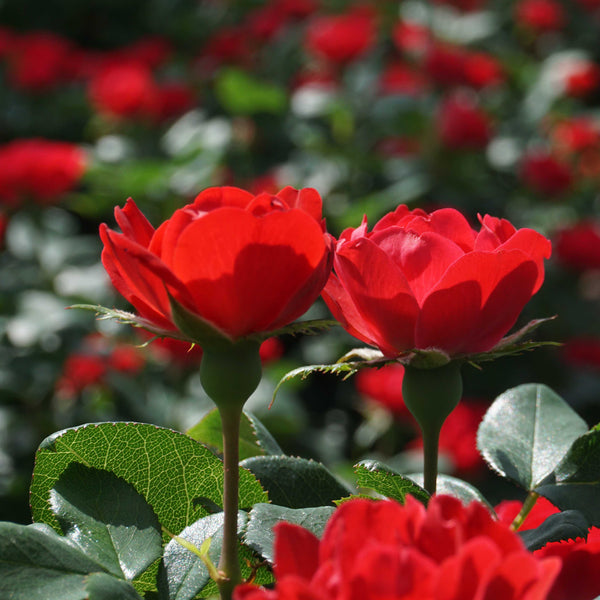 Blüten der Plantura Rose Zepeti®
