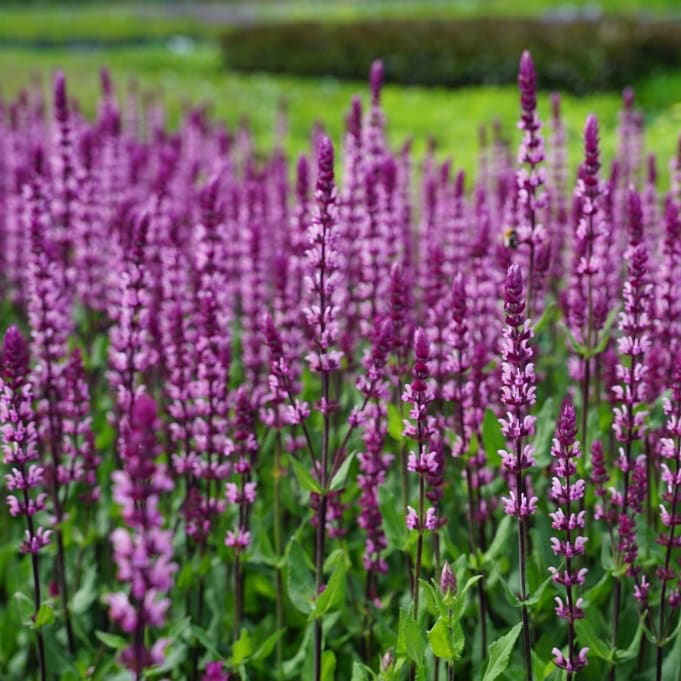 Blüten-Salbei 'Caradonna Pink' Rosa