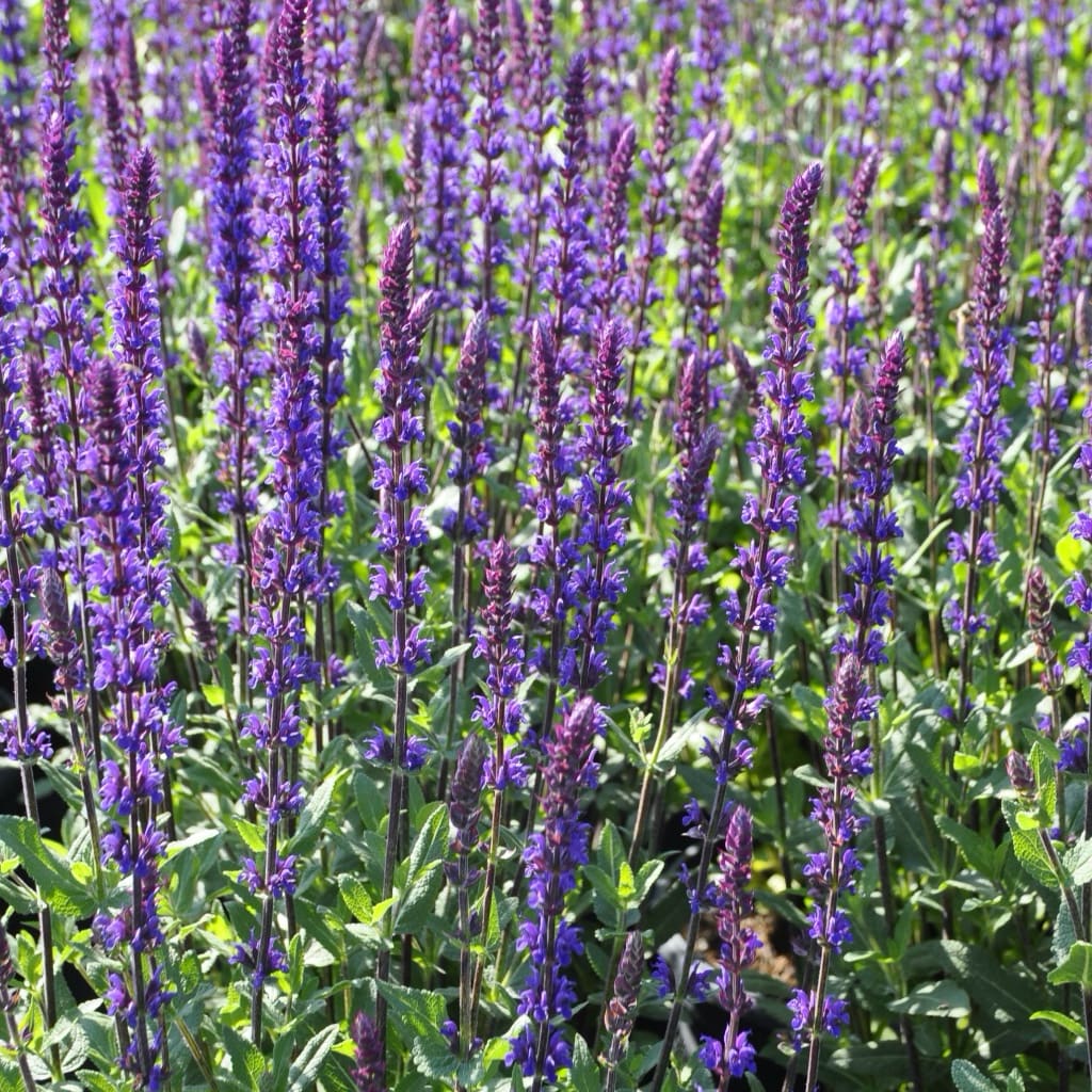 Blüten-Salbei 'Caradonna' Violett
