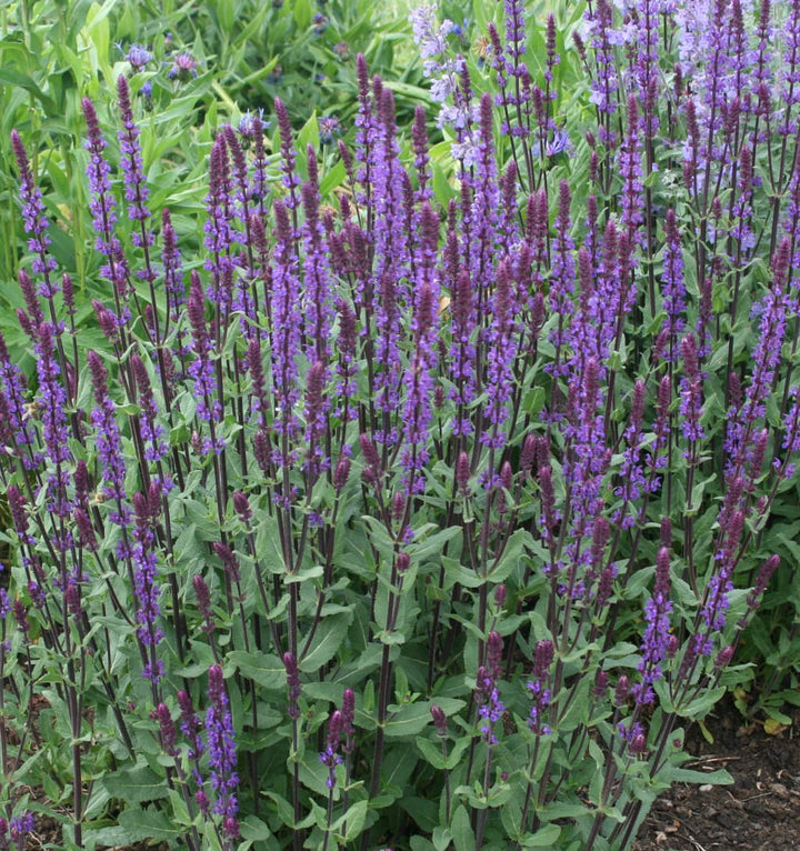 Blüten-Salbei 'Caradonna' Violett