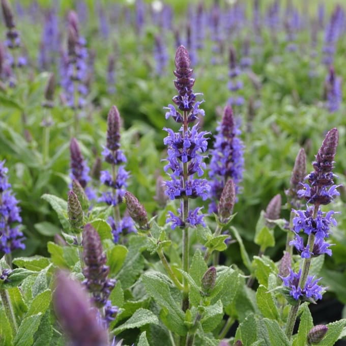 Blüten-Salbei 'Ostfriesland' Violett