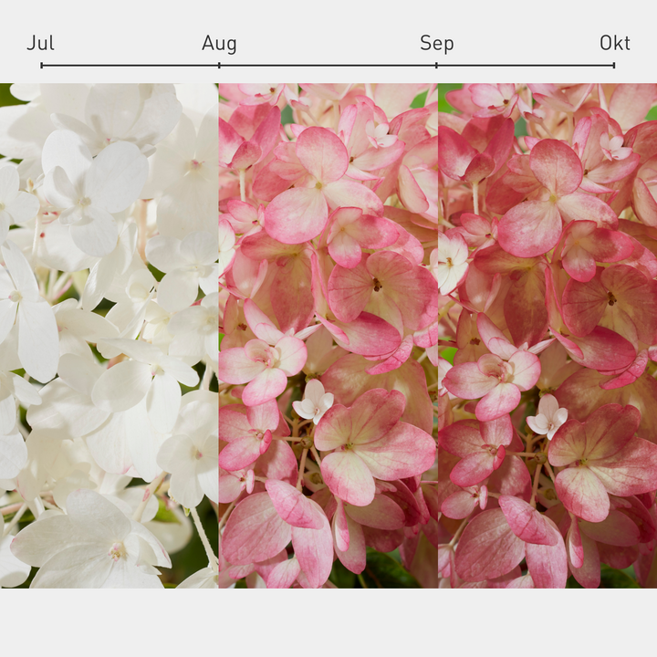 Verlauf der Blütenfarbe der Bodendecker-Hortensie Groundbreaker® 'Blush'
