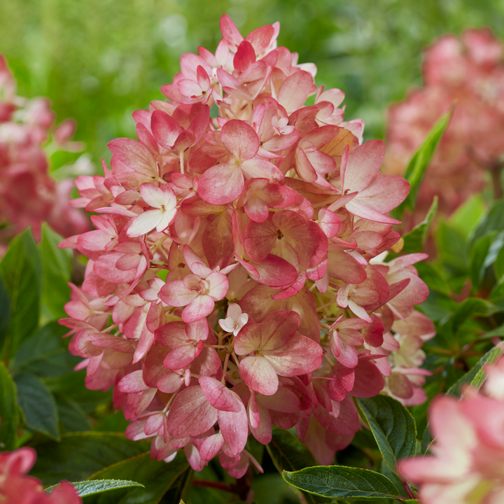 Rosa Blütenrispe der Bodendecker-Hortensie Groundbreaker® 'Blush'