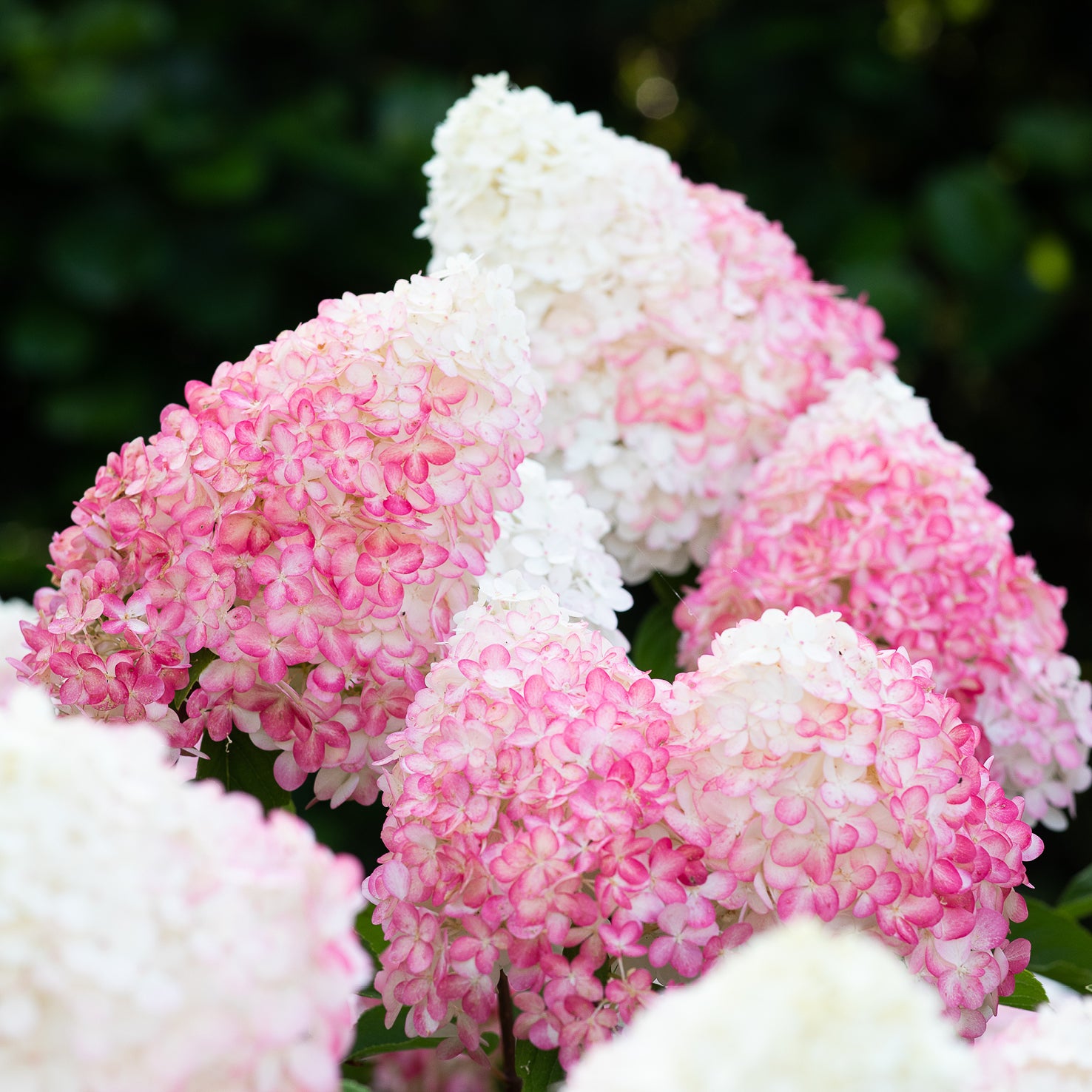 Blütenrispen der Hortensie 'Living Pink & Rose'®