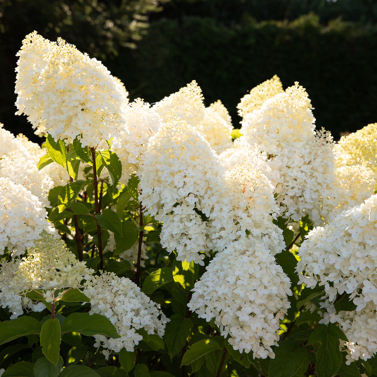 Blütenrispen der Hortensie 'Living Sugar Rush'®