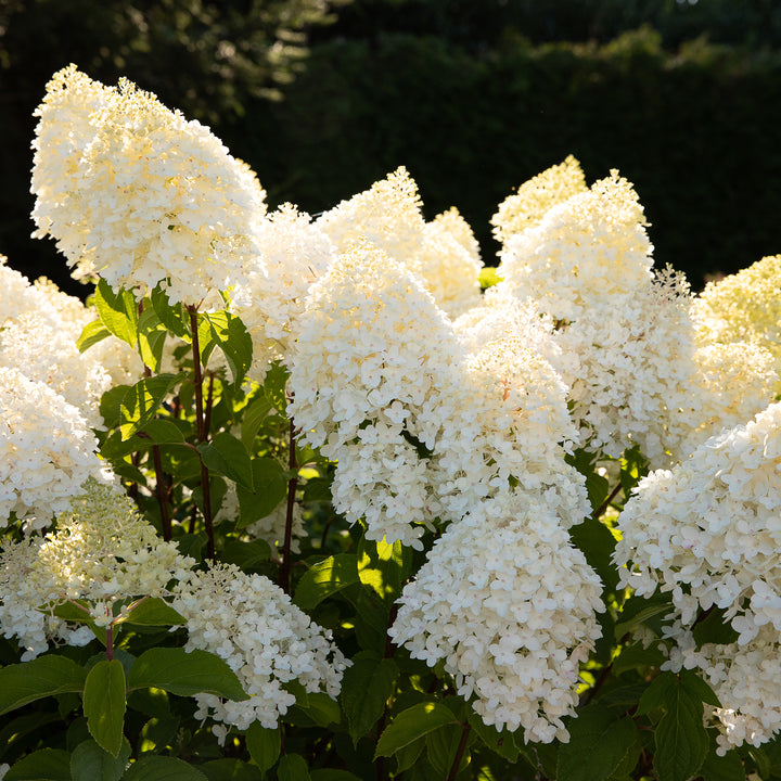Blütenrispen der Hortensie 'Living Sugar Rush'®
