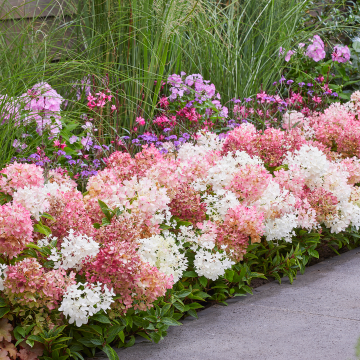 Blühende Hydrangea Groundbreaker® 'Blush' als Blumenbeet-Einfassung